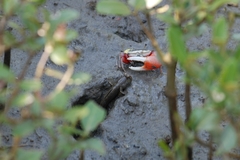 Periophthalmus modestus