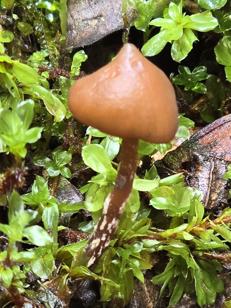 Psilocybe hoogshagenii · November 2024 · photo: © alan_rockefeller (iNaturalist, cc-by-sa)