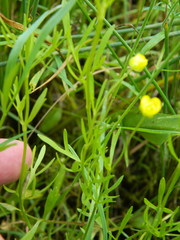 Ranunculus arvensis