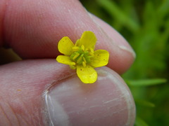Ranunculus arvensis