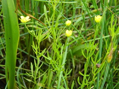 Ranunculus arvensis