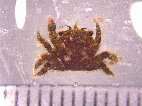Dynomene hispida observed 2021-07-17