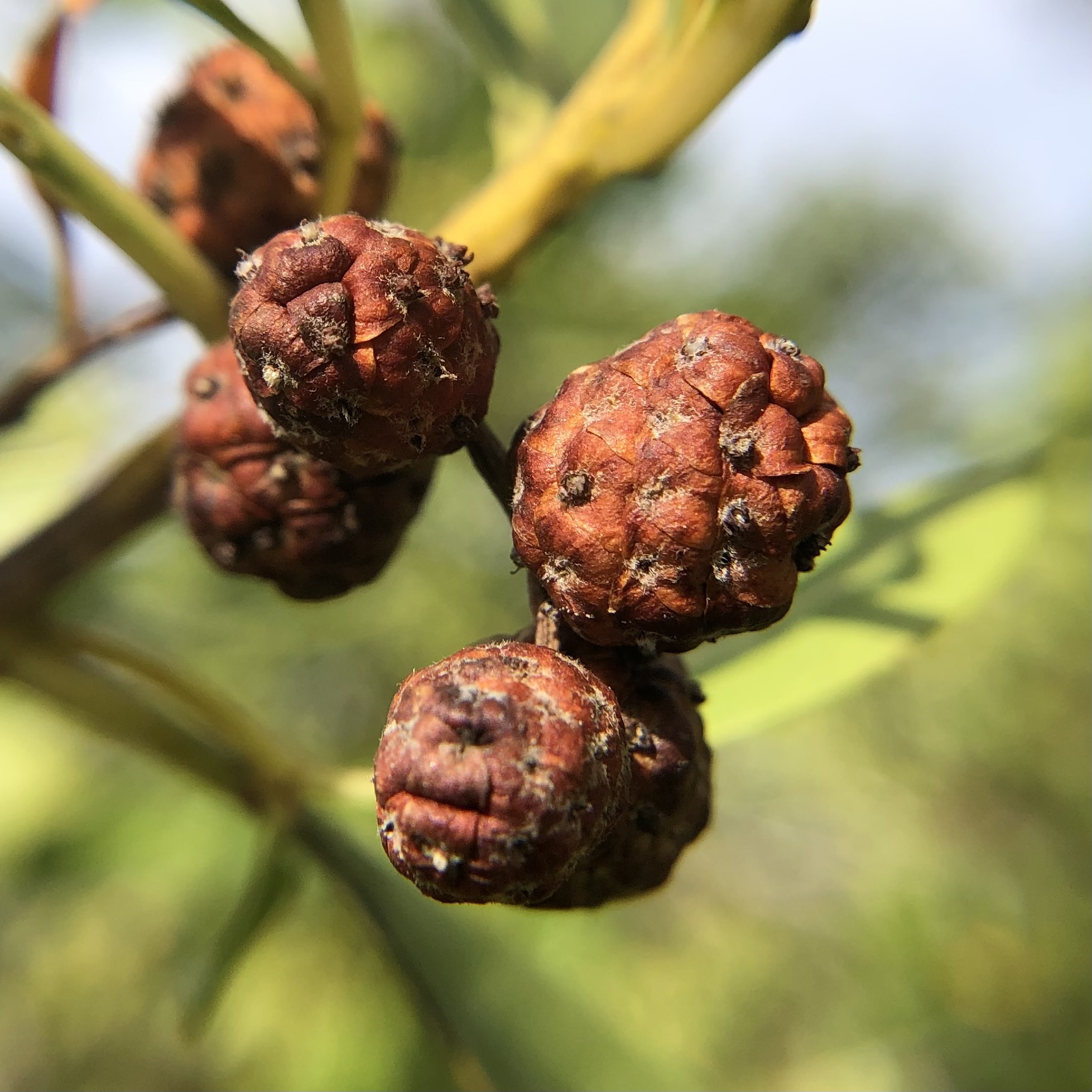 Imagem de Mangue-de-botão