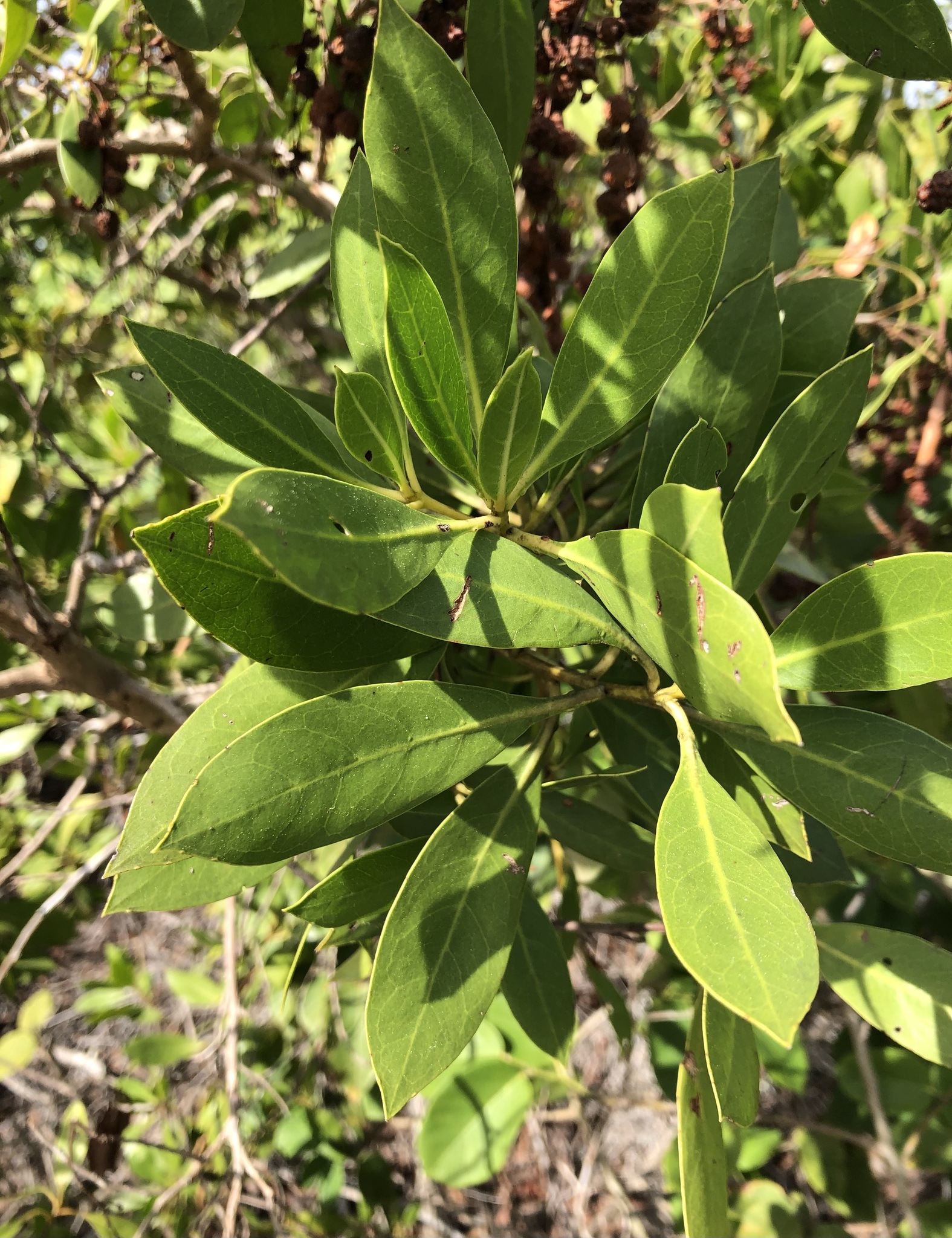 Imagem de Mangue-de-botão