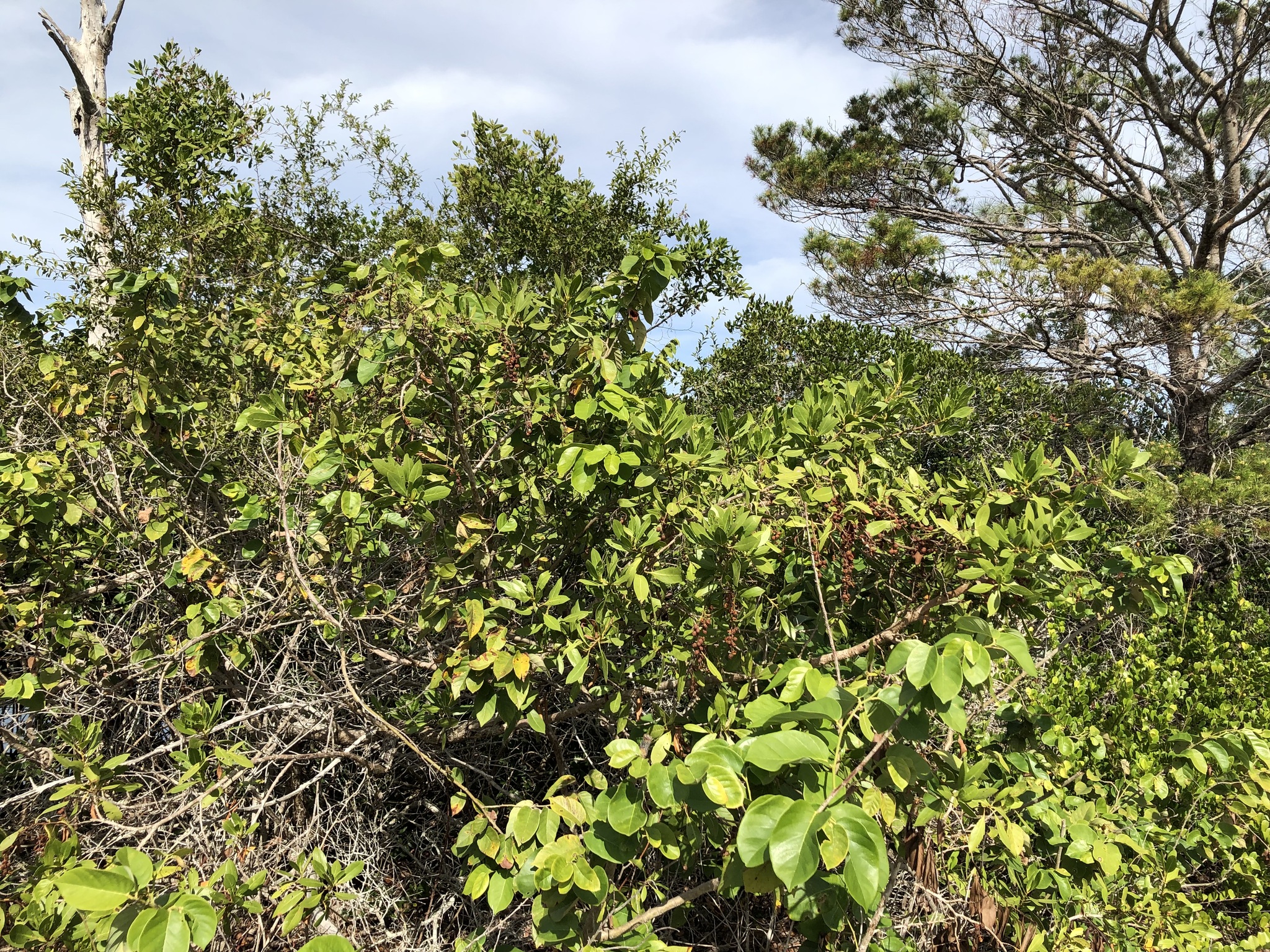 Imagem de Mangue-de-botão