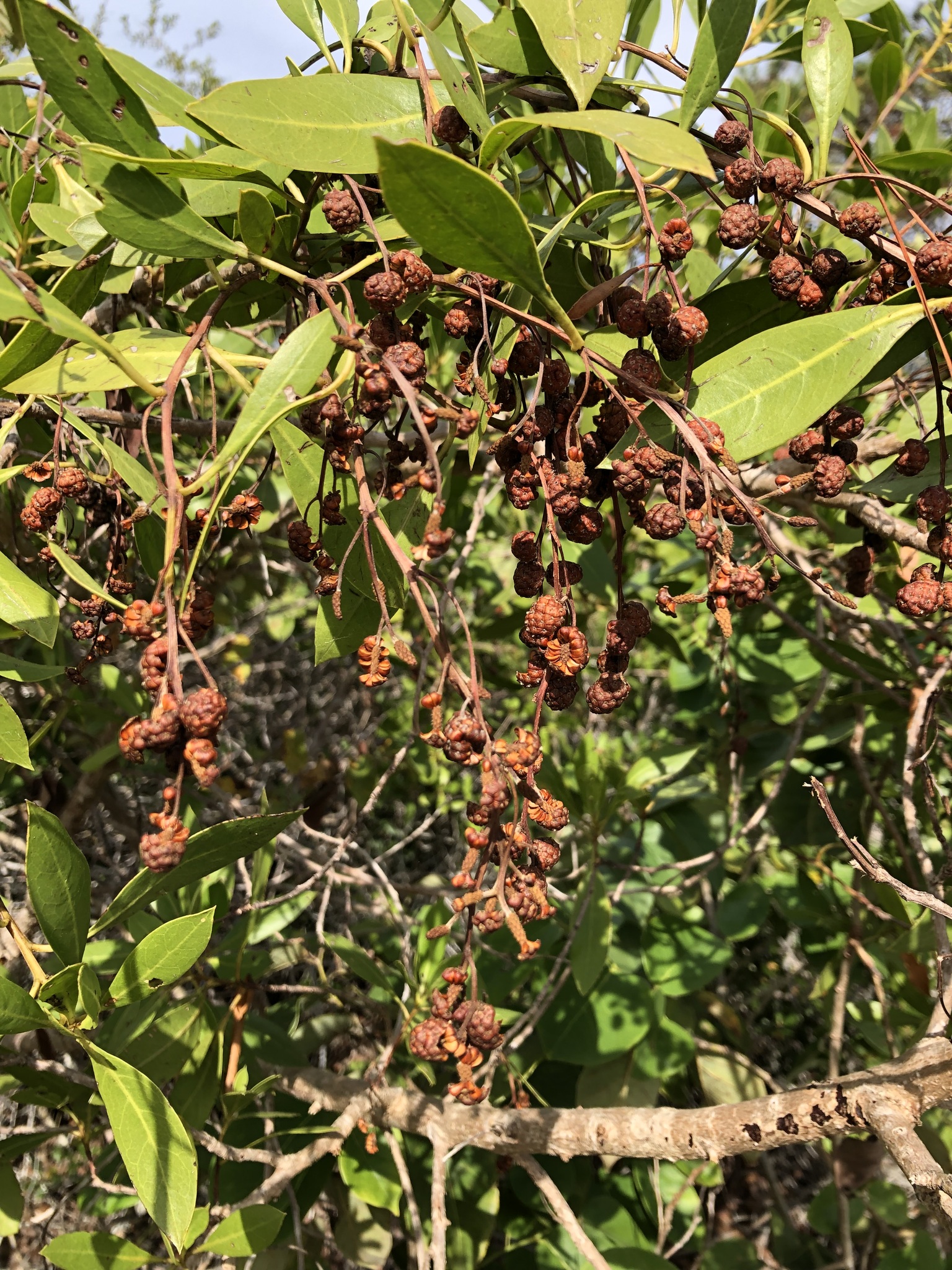 Imagem de Mangue-de-botão