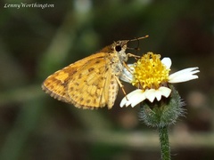 Ampittia dioscorides camertes