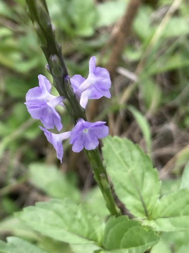 Foto de Verbena de Nanã