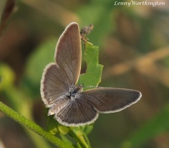 Pseudozizeeria maha maha