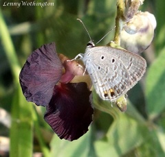 Euchrysops cnejus cnejus