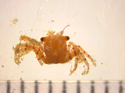 Lybia edmondsoni observed 2021-07-14