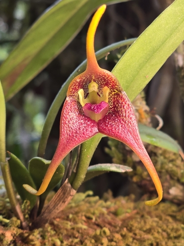 Masdevallia peristeria