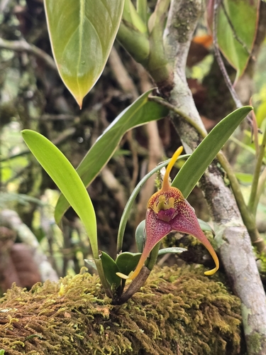 Masdevallia peristeria, photograph 2