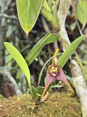 (c) Alan Rockefeller, some rights reserved (CC BY) Masdevallia peristeria, photograph (c) Alan Rockefeller, some rights reserved (CC BY)