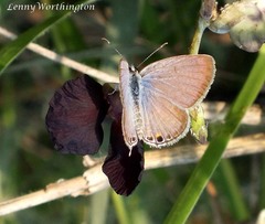 Euchrysops cnejus cnejus