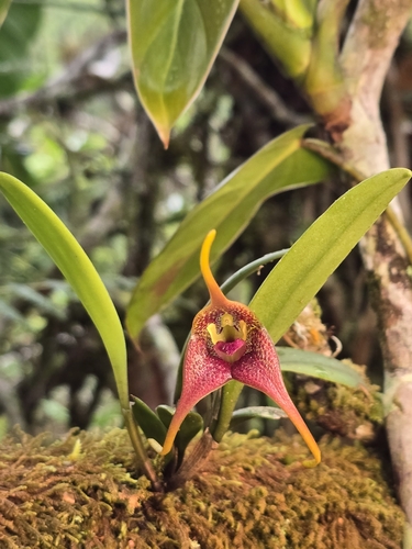 Masdevallia peristeria, photograph 4