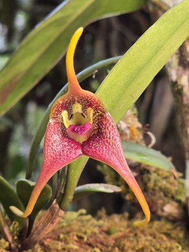 Masdevallia peristeria, photograph 5
