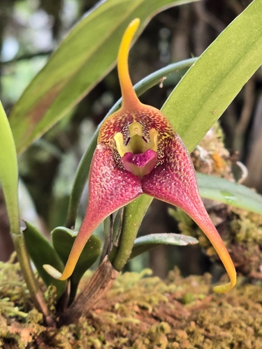 Masdevallia peristeria, photograph 6