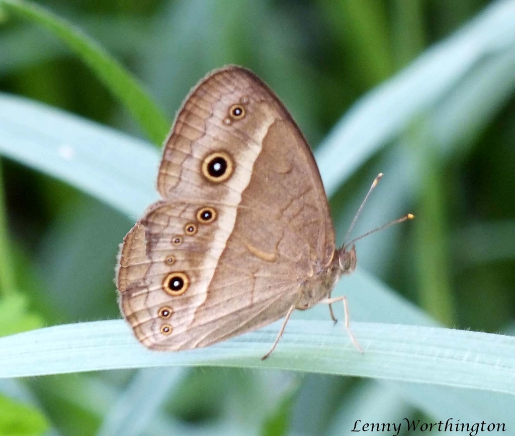 Chinese Bushbrown