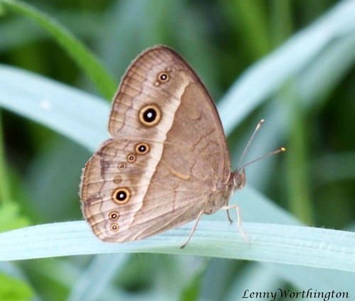 Chinese Bushbrown