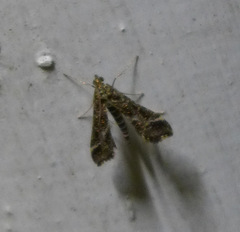 Diasemiopsis ramburialis