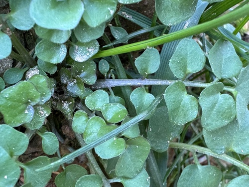 Foto de Mastruço