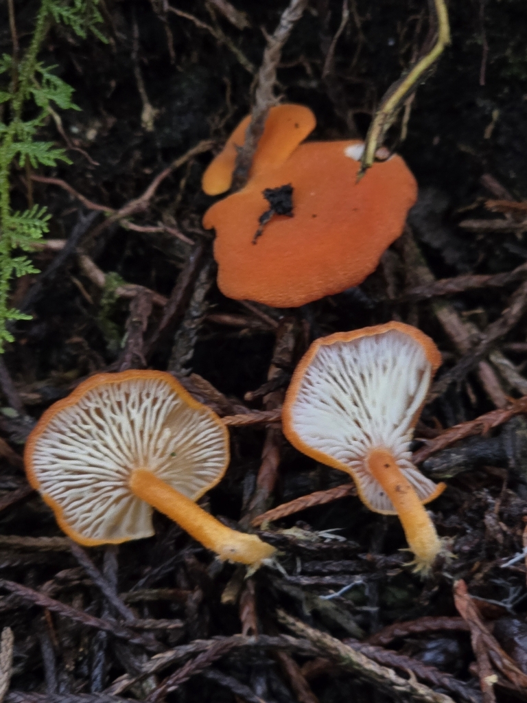 Lactocollybia aurantiaca · November 2024 · photo: © alan_rockefeller (iNaturalist, cc-by-sa)