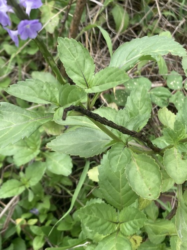 Foto de Verbena de Nanã
