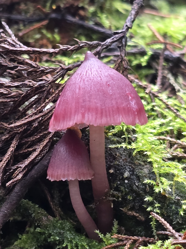 Humidicutis roseorubra
