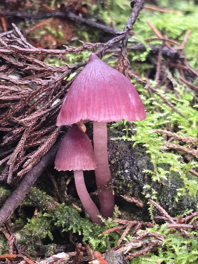 Humidicutis roseorubra