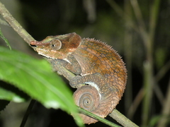 Calumma crypticum