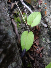 Armadillidium vulgare