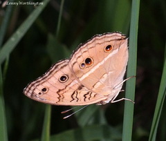 Junonia almana almana