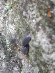 Armadillidium vulgare