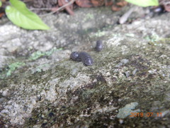 Armadillidium vulgare