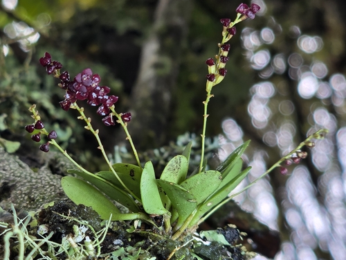 Stelis argentata, photograph 4
