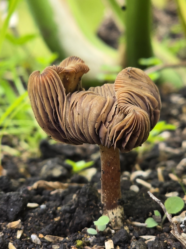 Psilocybe caerulescens · November 2024 · photo: © alan_rockefeller (iNaturalist, cc-by-sa)