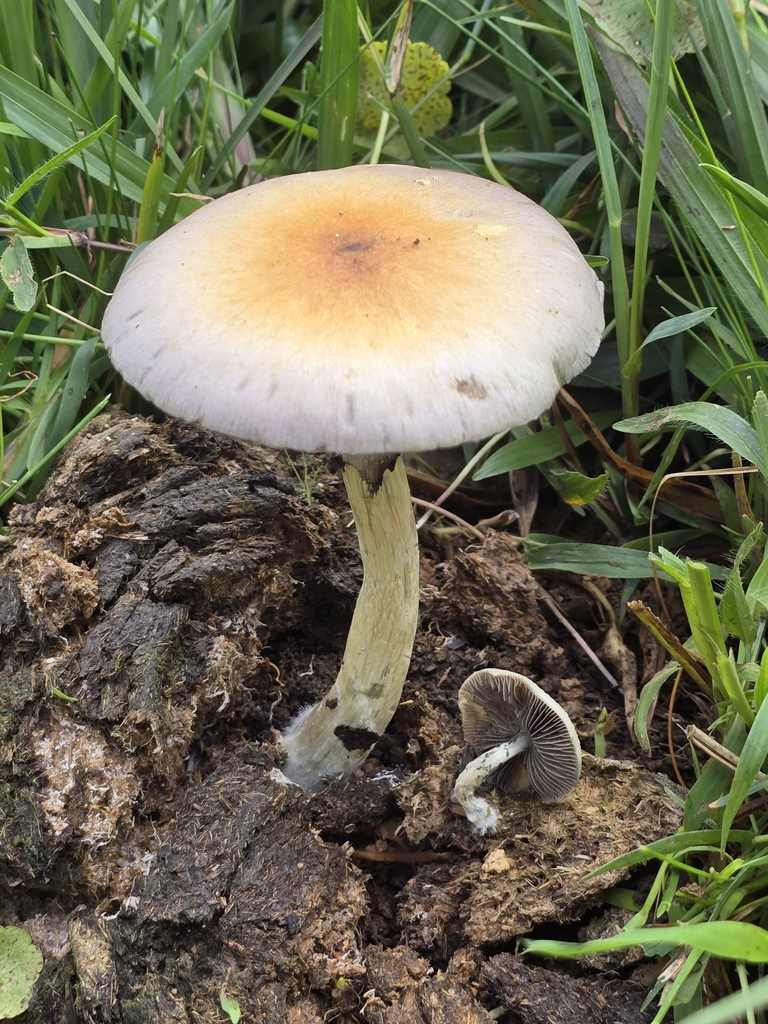 Psilocybe cubensis · November 2024 · photo: © alan_rockefeller (iNaturalist, cc-by-sa)