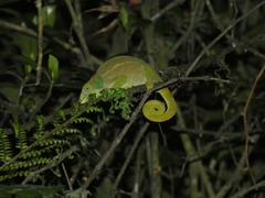 Calumma oshaughnessyi