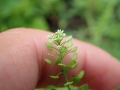 Lepidium virginicum virginicum