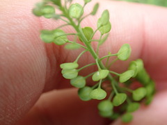 Lepidium virginicum virginicum