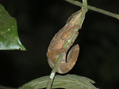 Calumma crypticum