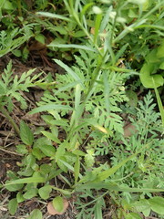 Lepidium virginicum virginicum