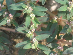 Euphorbia maculata