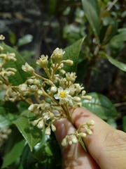 Miconia madrensis