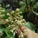 Miconia madrensis - Photo (c) Dante S. Figueroa, some rights reserved (CC BY-SA), uploaded by Dante S. Figueroa