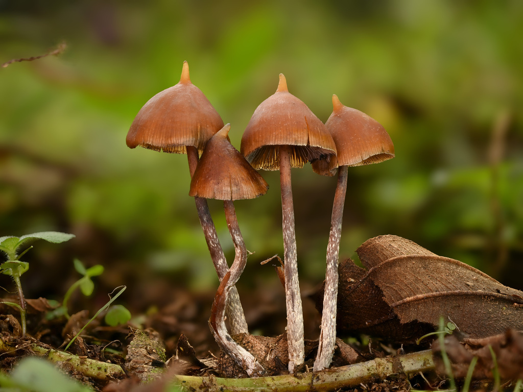 Psilocybe hoogshagenii · November 2024 · photo: © alan_rockefeller (iNaturalist, cc-by-sa)