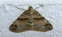 Syneora hemeropa