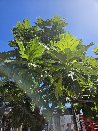 Foto de Fruta-pão