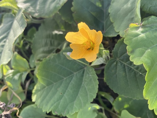 Foto de Malva-branca